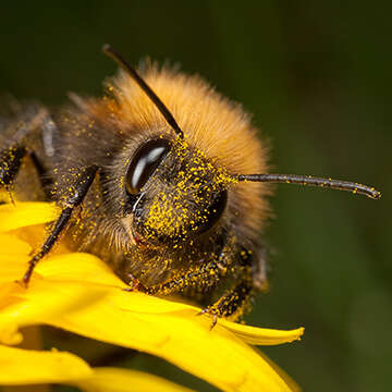 themenwelt bienen fuettern bubblenavi biene 360x360